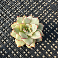 Load image into Gallery viewer, Echeveria ‘Esther’ Variegated