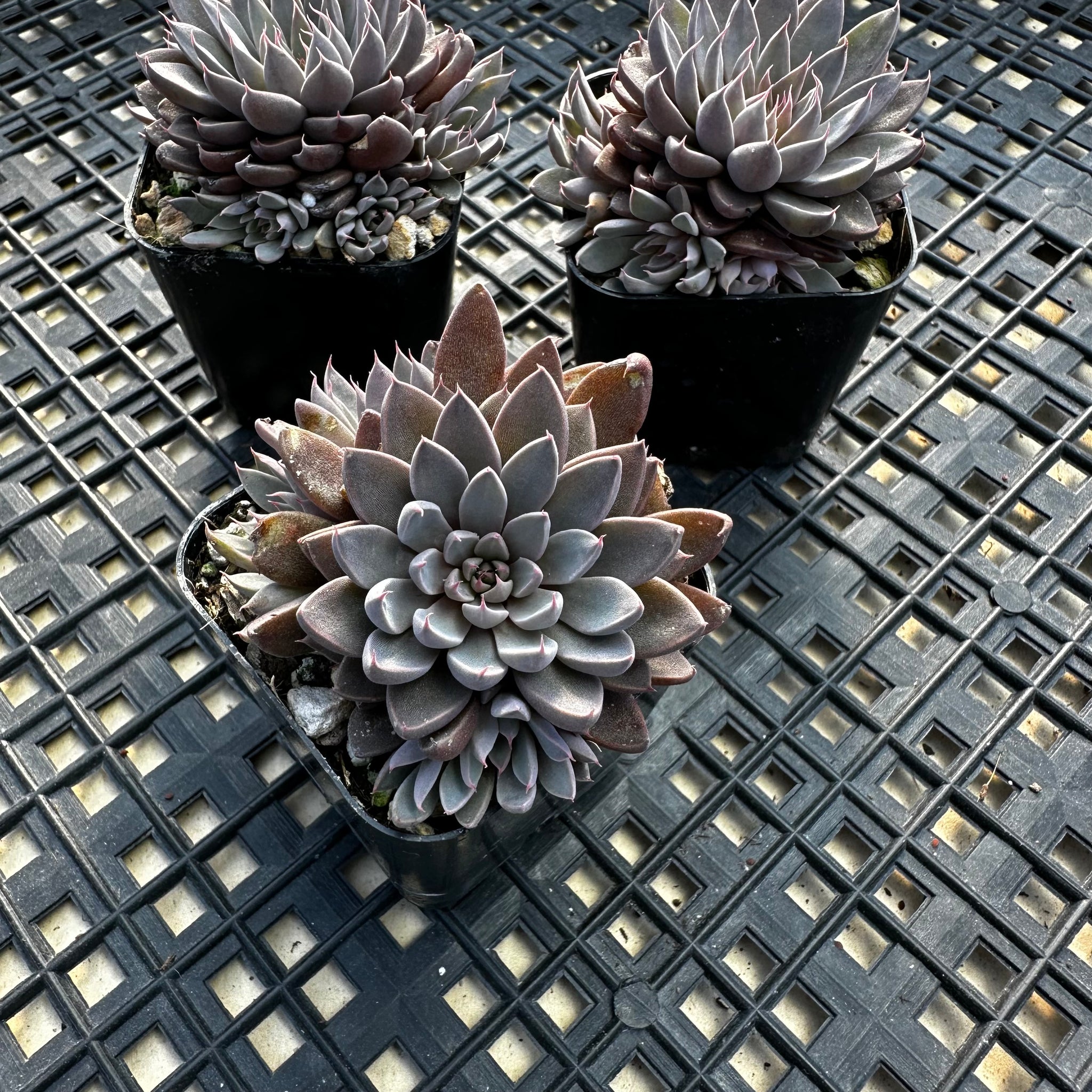 rusbyi succulent Graptopetalum rusbyi aka (San Francisco River Leather Petal) – Chubby Leaf Succulents