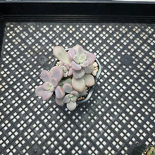 Load image into Gallery viewer, Gratopetalum ‘Ellen’