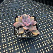 Load image into Gallery viewer, Graptoveria ‘Debbie’ Variegated