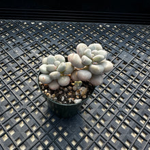 Load image into Gallery viewer, Gratopetalum ‘Ellen’
