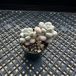 Gratopetalum ‘Ellen’