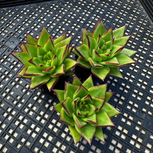 Load image into Gallery viewer, Echeveria agavoides 'Ebony’