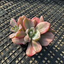 Load image into Gallery viewer, Graptoveria Variegated ‘Mrs Richards’