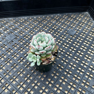 Echeveria ‘Ecolatte’