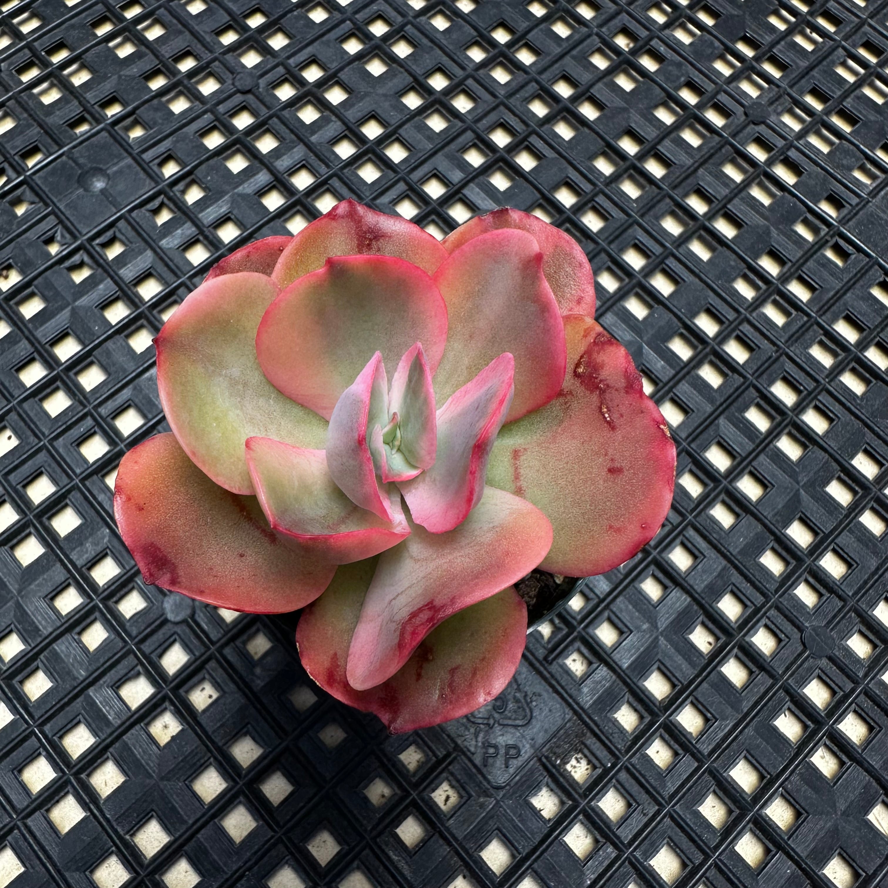 rock rose succulent Echeveria 'Rose Rock' Variegated – Chubby Leaf Succulents
