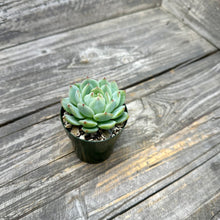 Load image into Gallery viewer, Echeveria ‘Marisa’