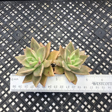 Load image into Gallery viewer, Echeveria agavoides ‘Citrina’