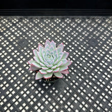Load image into Gallery viewer, Echeveria ‘Violet Queen’
