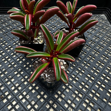Peperomia Graveolens