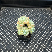 Load image into Gallery viewer, Sedum Clavatum