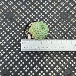 Echeveria ‘Sugar Princess’