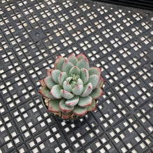 Load image into Gallery viewer, Echeveria ‘Yeomiwol’