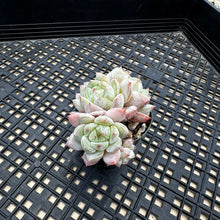 Load image into Gallery viewer, Echeveria ‘Marisa’