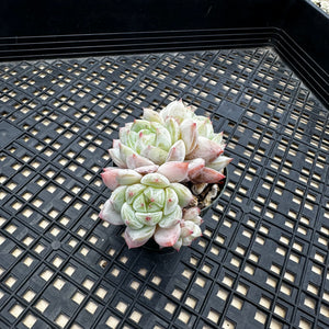 Echeveria ‘Marisa’