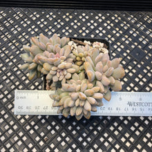 Load image into Gallery viewer, Pachyveria Pachyphytodies Cristate