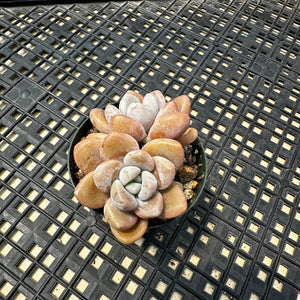 Pachyveria Arden
