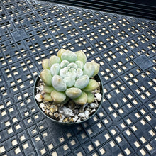 Load image into Gallery viewer, Echeveria ‘Pebbles’