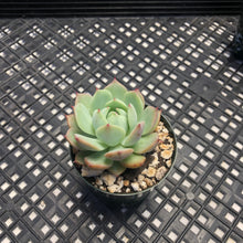 Load image into Gallery viewer, Echeveria ‘Prism’