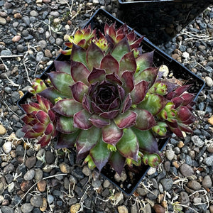 Sempervivum ‘Dynamo’