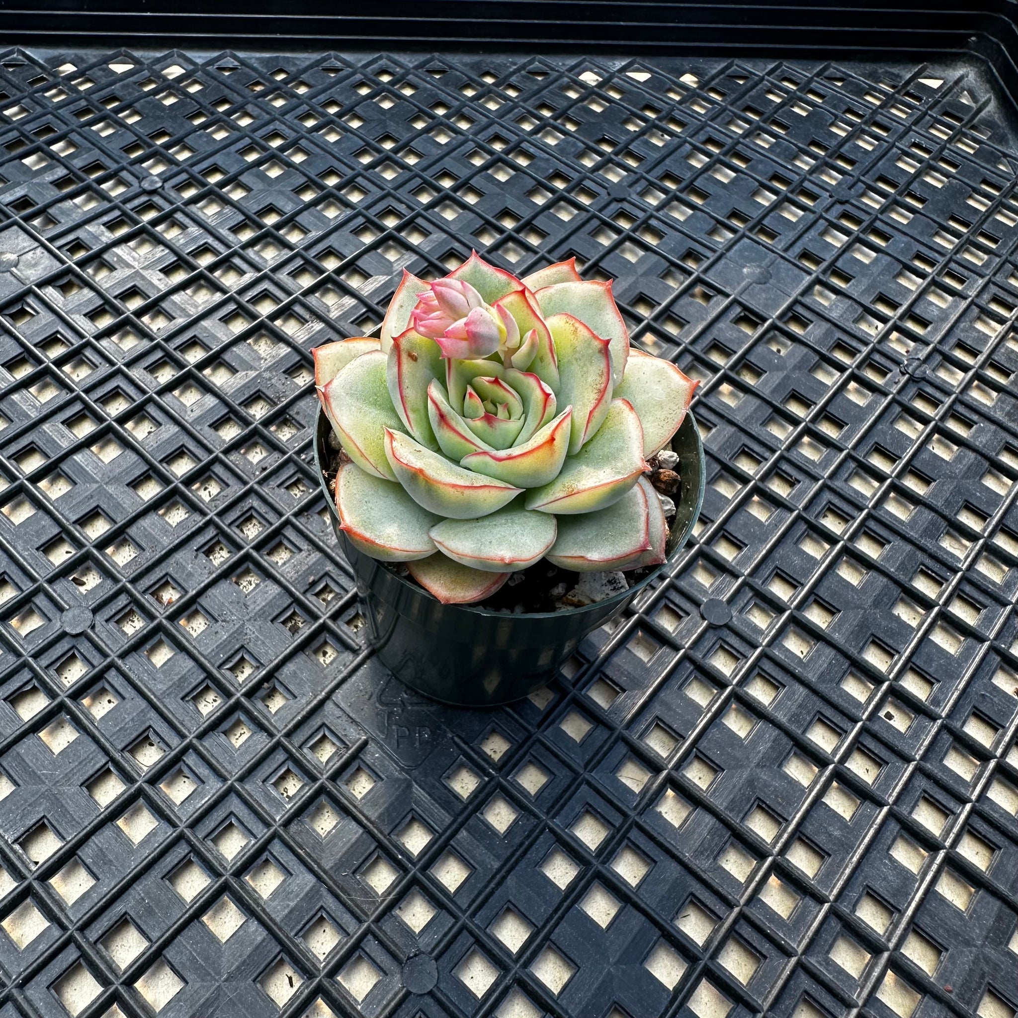 esther succulent Echeveria 'Esther' Variegated – Chubby Leaf Succulents