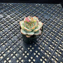 Load image into Gallery viewer, Echeveria ‘Esther’ Variegated