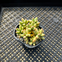 Load image into Gallery viewer, Crassula nudicaulis var. herrei Variegated