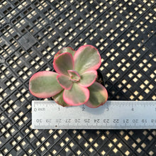 Load image into Gallery viewer, Echeveria  ‘Suyon’ Variegated
