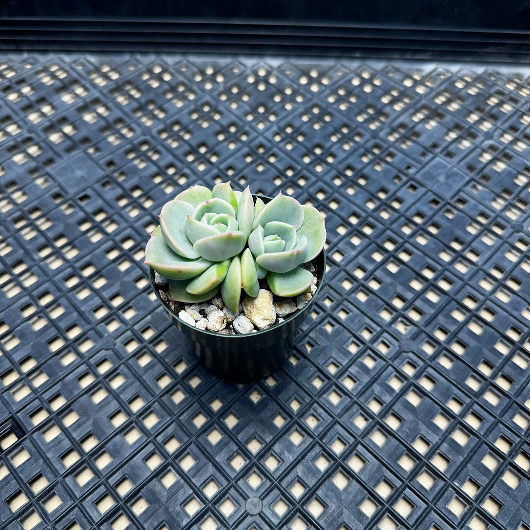 Echeveria ‘White Snow’