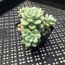 Load image into Gallery viewer, Sedum ‘Caviar’ Graptosedum ‘Caviar’