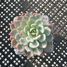 Load image into Gallery viewer, Echeveria ‘White Lala’