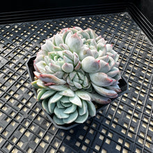 Load image into Gallery viewer, Echeveria sp.