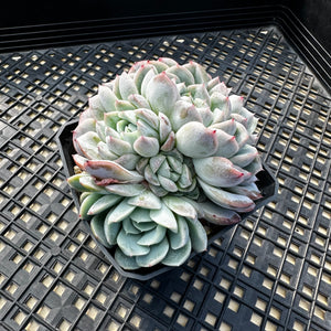 Echeveria sp.