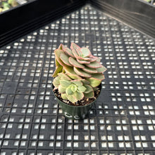 Load image into Gallery viewer, Echeveria ‘Suyon’ variegated