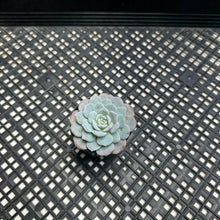 Load image into Gallery viewer, Echeveria Lapine