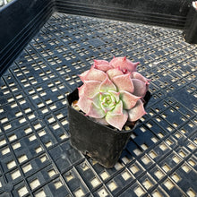 Load image into Gallery viewer, Echeveria ‘Sir Charles’