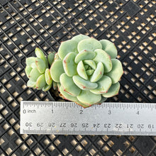 Load image into Gallery viewer, Sedeveria ‘Pudgy’