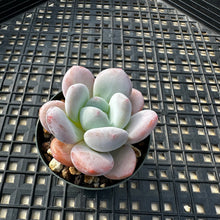 Load image into Gallery viewer, Pachyphytum x Laulindsayana sp hybrid