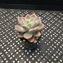 Load image into Gallery viewer, Pachyveria Arden