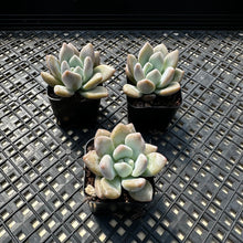 Load image into Gallery viewer, Graptoveria ‘Opalina’