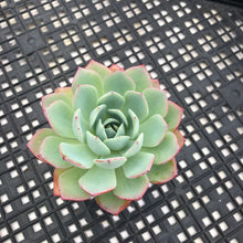 Load image into Gallery viewer, Echeveria ‘Johnny’
