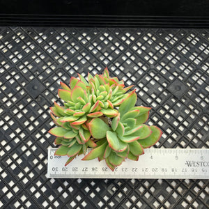 Echeveria ‘Luella’