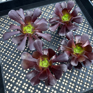 Aeonium ‘Velour’