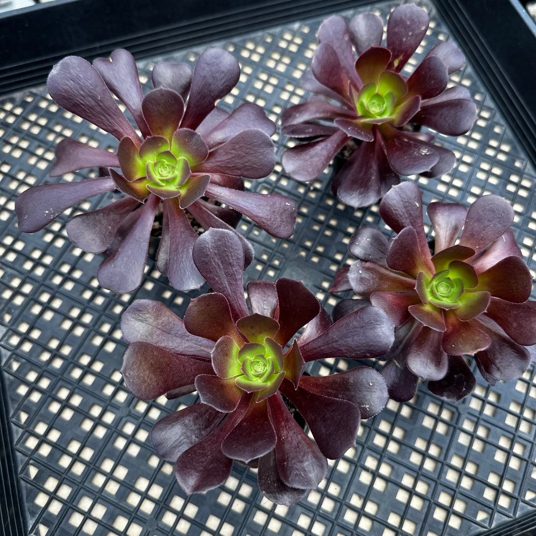 Aeonium ‘Velour’