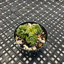 Load image into Gallery viewer, Crassula ‘Dorothy’