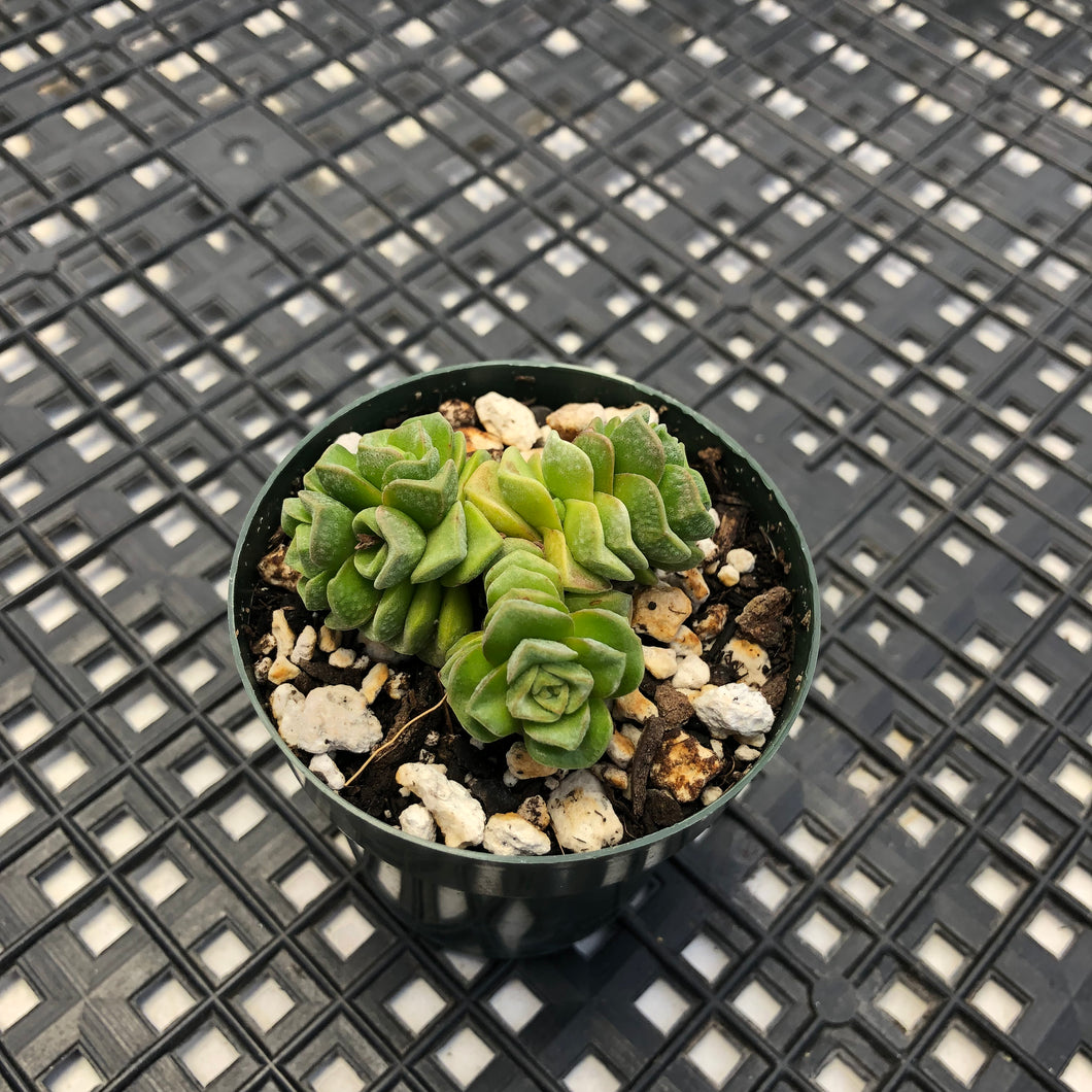 Crassula ‘Dorothy’