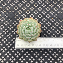 Load image into Gallery viewer, Echeveria Nobaranosei