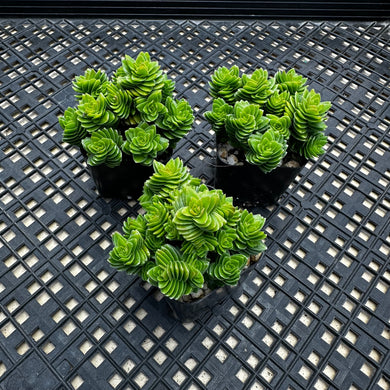 Crassula Spiralis