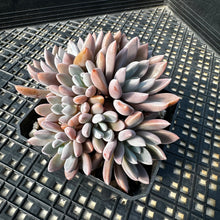 Load image into Gallery viewer, Echeveria ‘Sugar Jelly’