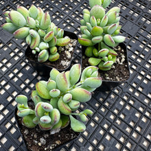 Load image into Gallery viewer, Cotyledon pendens